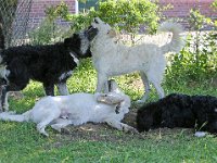 Puppys van Bliss040622-0198